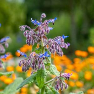 wild flowers of purple, blue and orange 