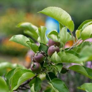 unripened fruit in a garden